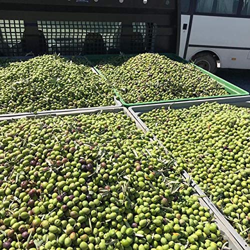 Villa Oliveto - THE ONE - Kaltgepresstes, sortenreines Olivenöl erster Güteklasse - EXTRA NATIVE - 0,5 Liter von Villa Oliveto