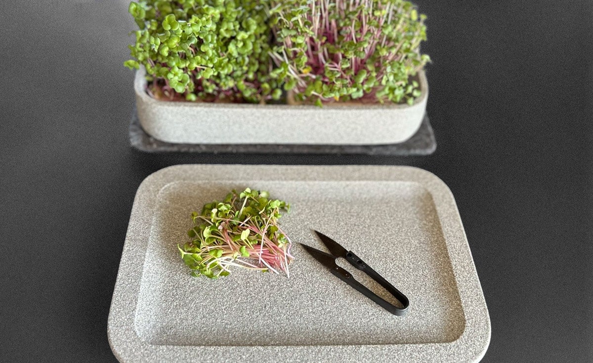 DENK Keramik Kräuterschere für Microgreens und feine Kräuter | KS von DENK Keramik