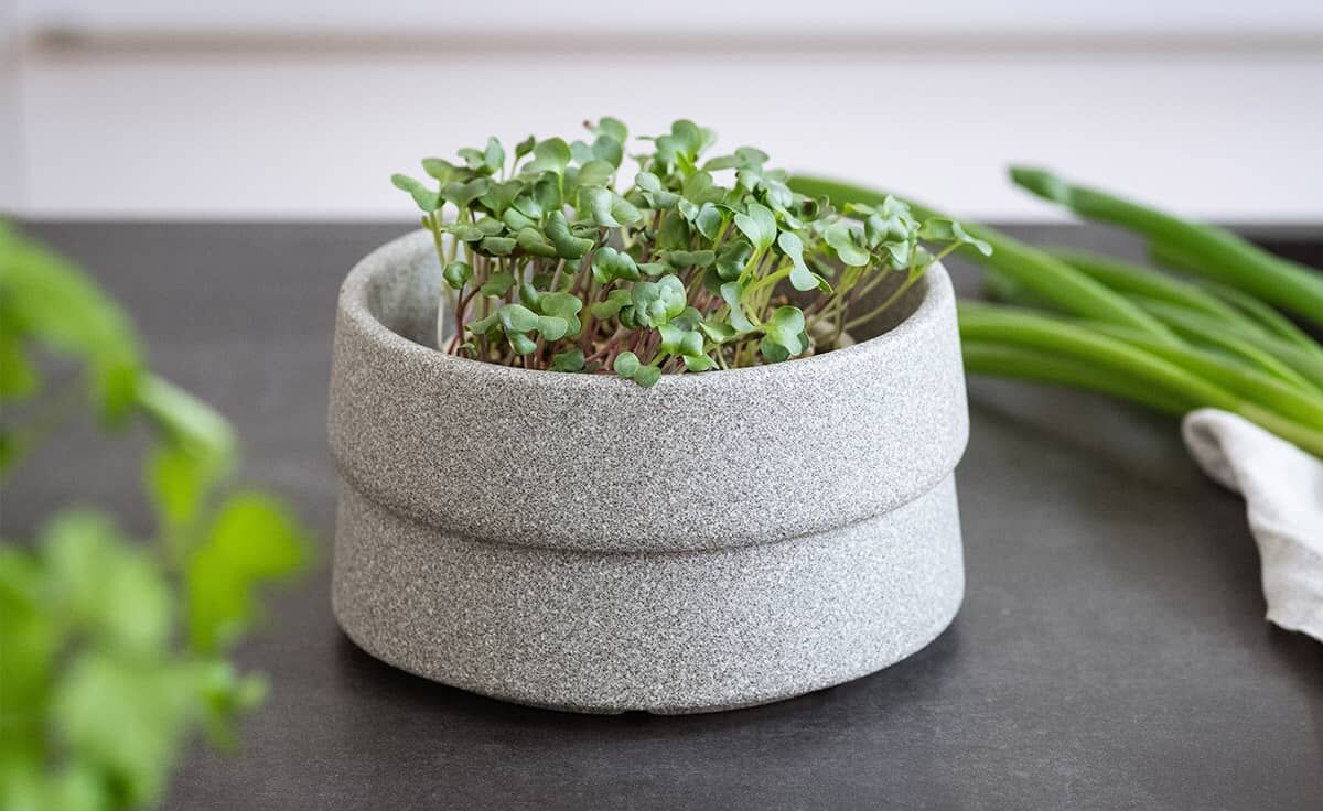 DENK Keramik Mikrogarten-Set Pflanzstation für Microgreens Granicium® | MGS von DENK Keramik