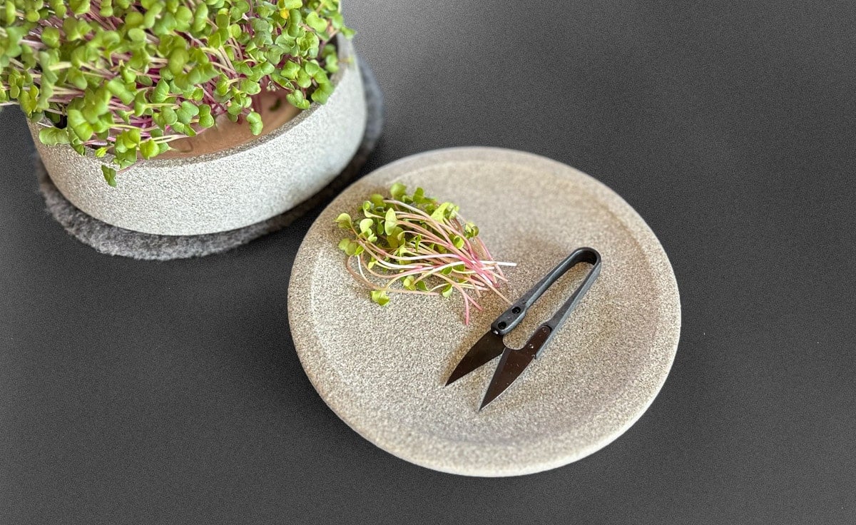 DENK Keramik Kräuterschere für Microgreens und feine Kräuter | KS von DENK Keramik