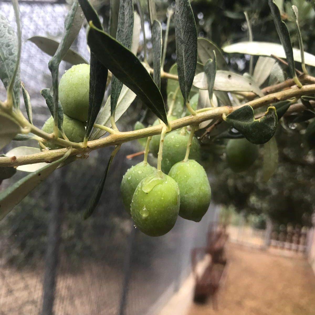 Villa Oliveto - THE ONE - Kaltgepresstes, sortenreines Olivenöl erster Güteklasse - EXTRA NATIVE - 0,5 Liter von Villa Oliveto