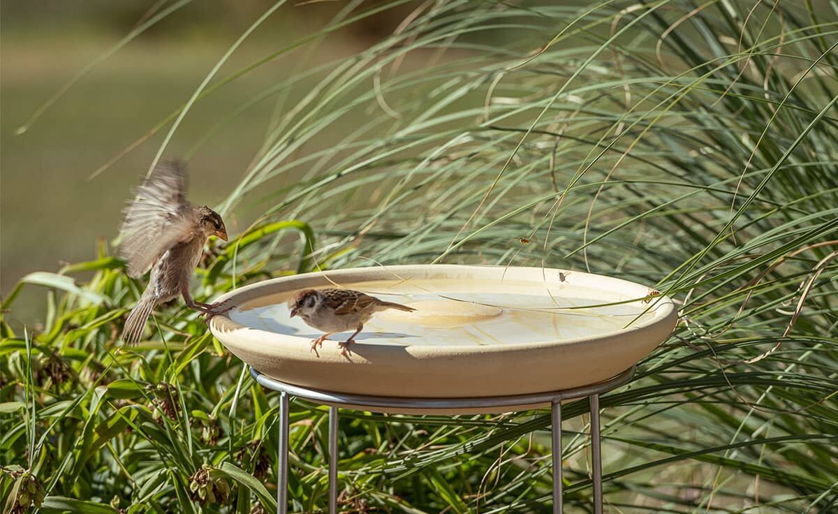 DENK Keramik Set Vogeltränke CeraNatur® mit Ständer aus Edelstahl - VTCN+ST von DENK Keramik
