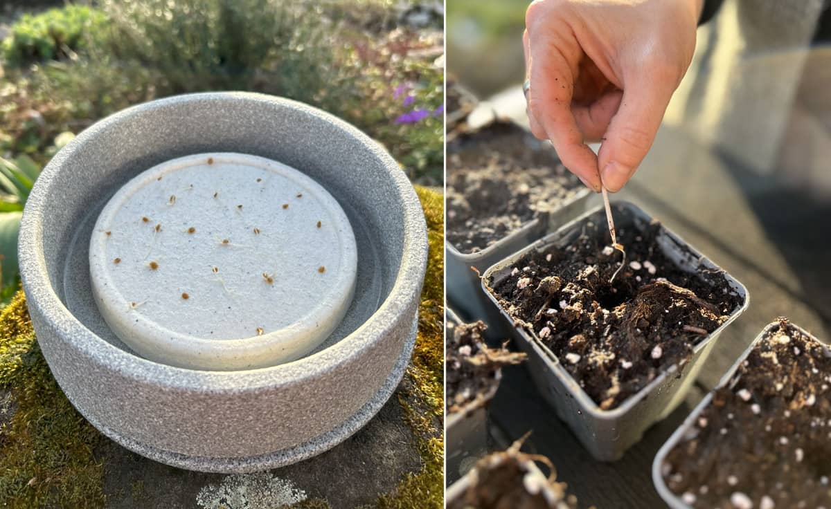 Tomatensamen-Set mit 12 verschiedenen Sorten für Mikrogarten | MG-T von DENK Keramik