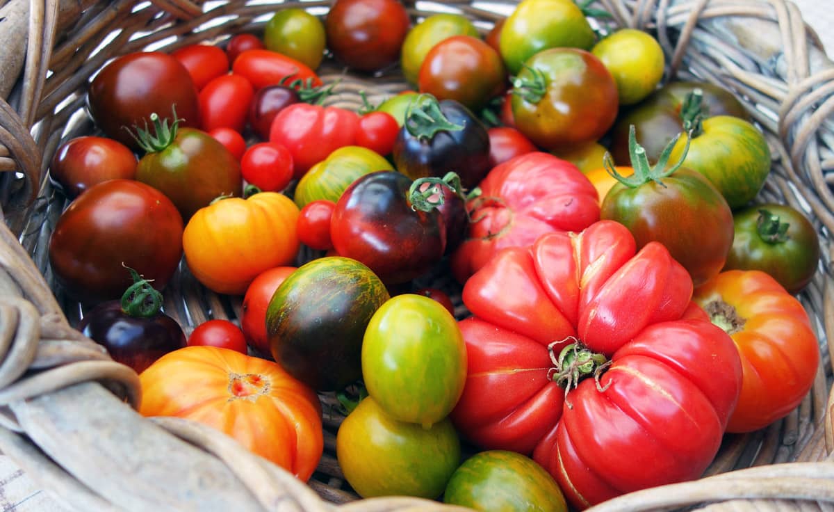 Tomatensamen-Set mit 12 verschiedenen Sorten für Mikrogarten | MG-T von DENK Keramik