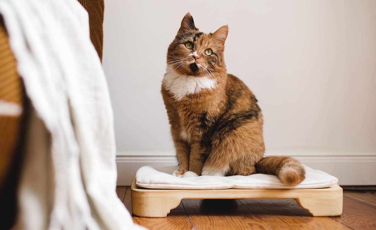 DENK Minkas-Kachelofen - das elektrisch beheizte Katzenbett | MK-CN